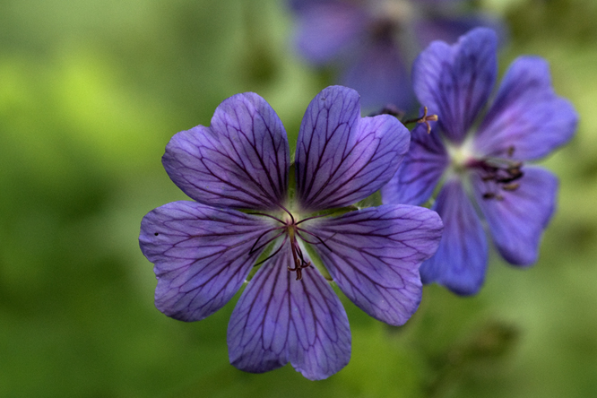 Geranium 'Sirak' 2 au Jardin de la Salamandre en Dordogne